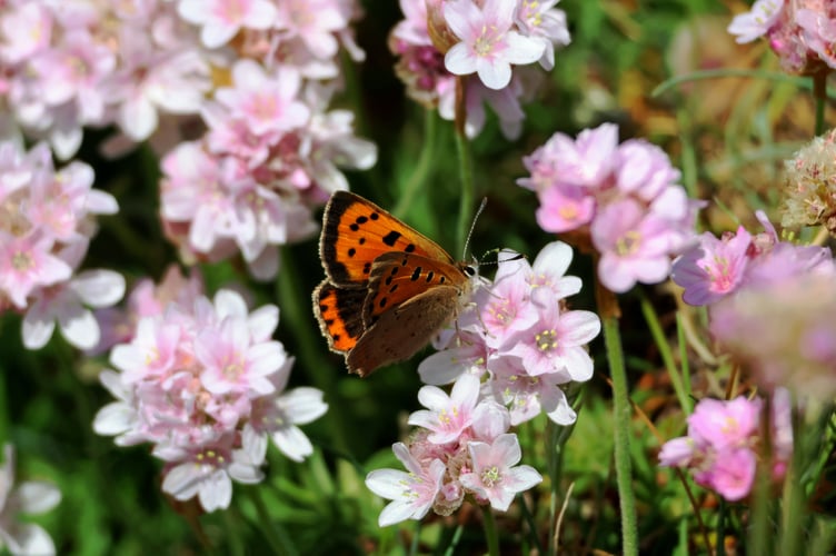 Small Copper