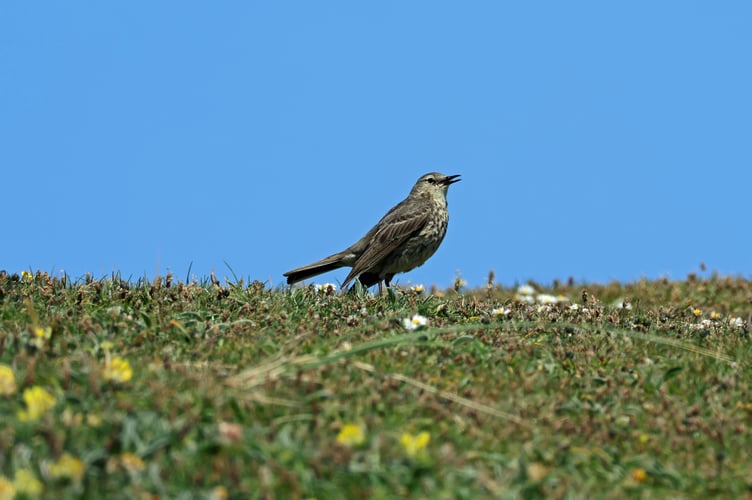 Rock Pipit
