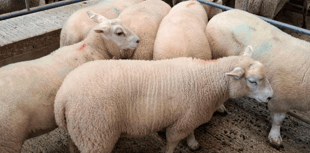 Truro Livestock Market Report: Wednesday, May 27