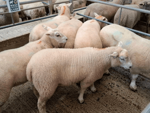 Truro Livestock Market Report: Wednesday, May 27