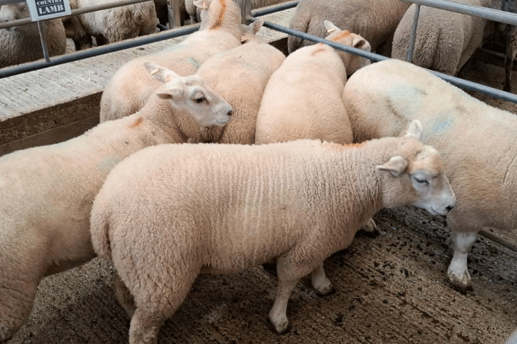£200 for lambs from Messrs P J G Grylls & Sons of Kenwyn, Truro.