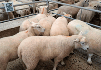 Truro Livestock Market Report: Wednesday, May 27