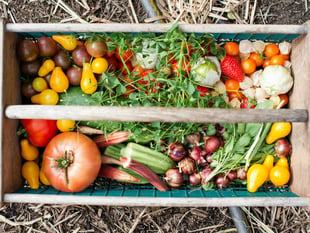 Community Patchwork Farm needs more volunteers