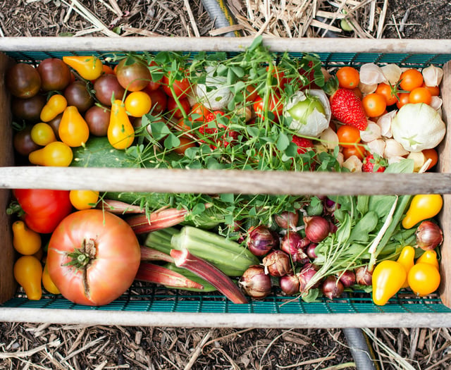 Community Patchwork Farm needs more volunteers