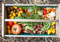 Volunteer with Truro's "patchwork farm"
