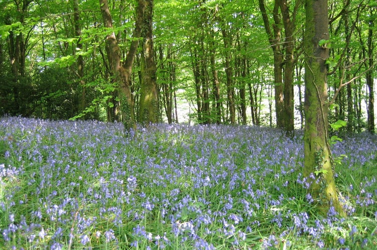 Bluebells in Idless Woods, Truro