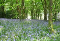 Should Idless Woods charge for parking?