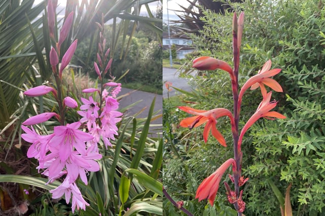 Gardening with Martin Pallett: My joy of growing Watsonia