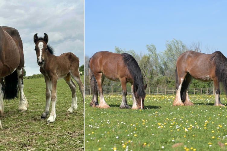 Cindy and Thelma Mare and Foal Sanctuary
