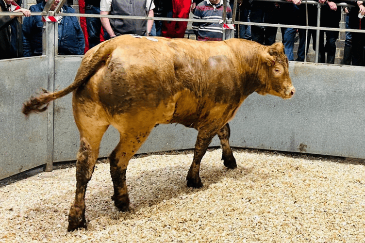 Top price awarded to Mr W J P Julian of Summercourt, Newquay for his 765kg
Limousin steer at 351p/kg (£2,685).