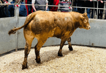 Truro Livestock Market Report: Wednesday, June 3