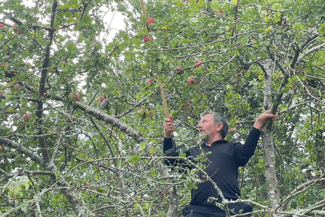 Ron Wakefield, volunteer and member of the congregation at Lanherne Convent working in the orchard