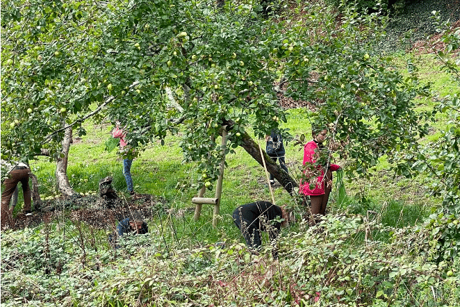 Volunteers working in the orchard