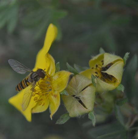 A hoverfly enjoying the Trevince Pollinator Pathmaker garden 