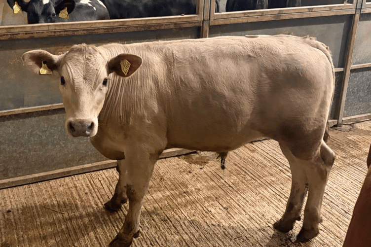 5½ month old Charolais x to £1030 for Messrs T W & W T James of Sancreed.