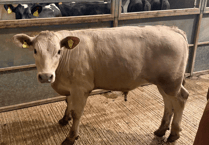 Truro Livestock Market Report: Wednesday, June 17