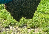 Experts to relocate bee swarm from Liskeard play park