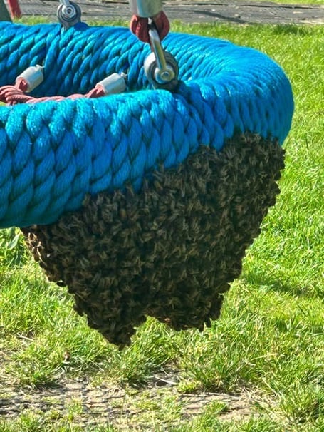 A large group of bees have settled on a basket swing in the play area at Castle Park in Liskeard