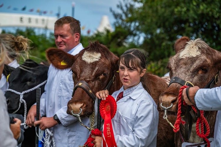Cattle classes at the Stithians Show