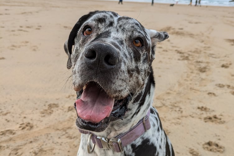 Tavistock veterinary Dr Katelin Courtney is advising owners on how to look after their pets in the heat. Pictured is her pet dog Boo keeping cool on the beach.