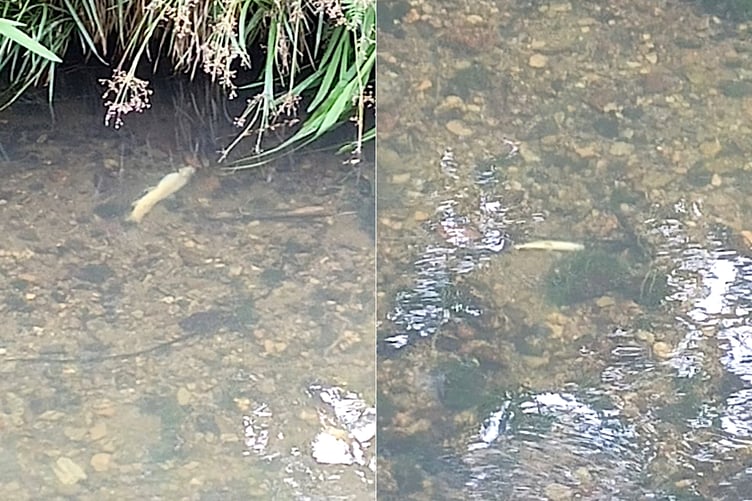 Fish, including trout, eels and brook lamprey, were killed in the river from St Austell to the coast at Pentewan.