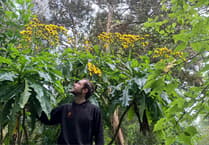 Is the world's largest dandelion in Cornwall?