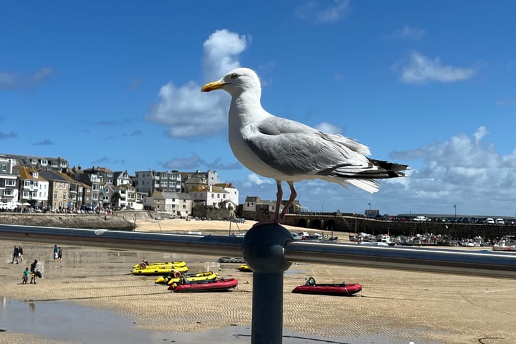 A statuesque gull in St Ives