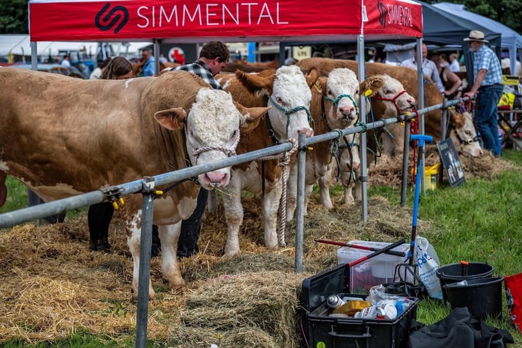 Prize cattle at Camborne Show