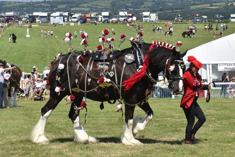 A shire horse is paraded around during this year's Liskeard Show (Picture: Jon Harris Photography)