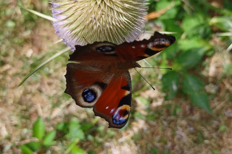 Peacock Butterfly
