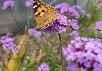 Initiative launched to help town become butterfly friendly