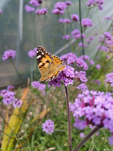 Painted Lady