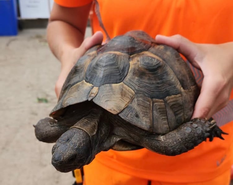 Arnie the tortoise was discovered in green waste at a Cornwall recycling centre