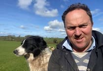 Fears grow amid potential impact of spreading Bluetongue cases in Devon and Cornwall