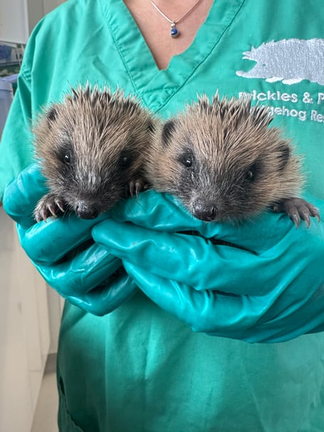 Just two of the hedgehog admissions to Prickles and Paws rescue centre in Newquay