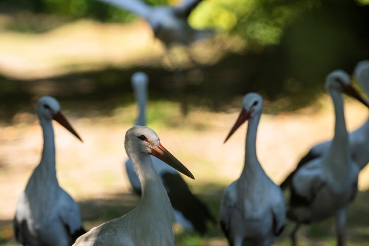 Some of the young White Storks released (Picture: Tom Mason)