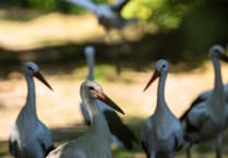 White Storks soar over Cornwall as project reintroduces them to wild