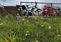 Cornwall NHS Trust land transformed into wildlife haven