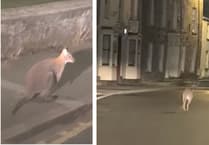 Liskeard’s mystery wallaby spotted on the hop