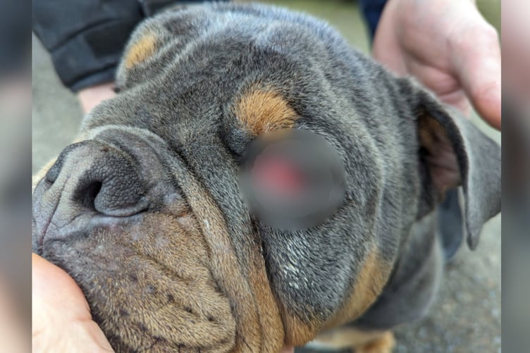 RSPCA Animal Abuse