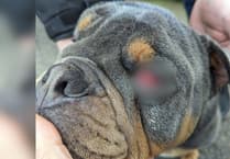 Shocking figures reveal 50% increase in animal beatings in Cornwall