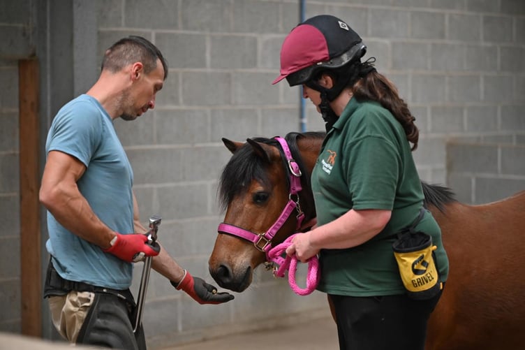 A new three part education series is bringing together leading equine charities and professionals to help people understand the realities of taking on a feral or semi handled pony from places like Bodmin Moor, and to tackle the UK’s growing equine welfare crisis. (Picture: The Mare and Foal Sanctuary)