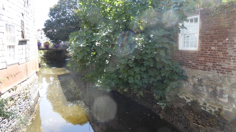 A fig tree overhanging the River Allen