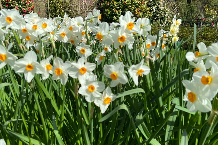 Daffodils growing on the Caerhays estate in Cornwall. (Picture: Andrew Townsend)