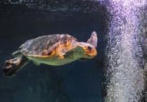 Aquarium's famous sea turtle has died