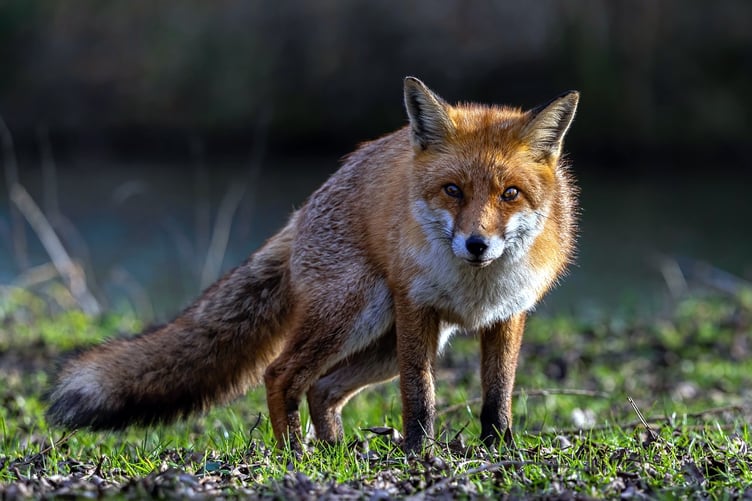 The Community Protection Warning was issued after the hunt allegedly trespassed and chased foxes