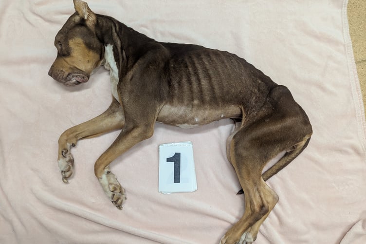 The dog had lost 43 per cent of her recorded body weight when she was taken to a veterinary practice in October last year