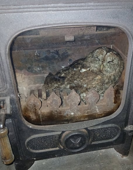 Owl rescued from a stove in Polperro